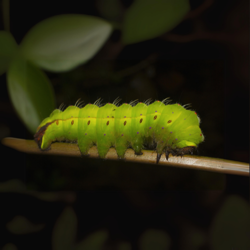 Tasar Silkworm Culture